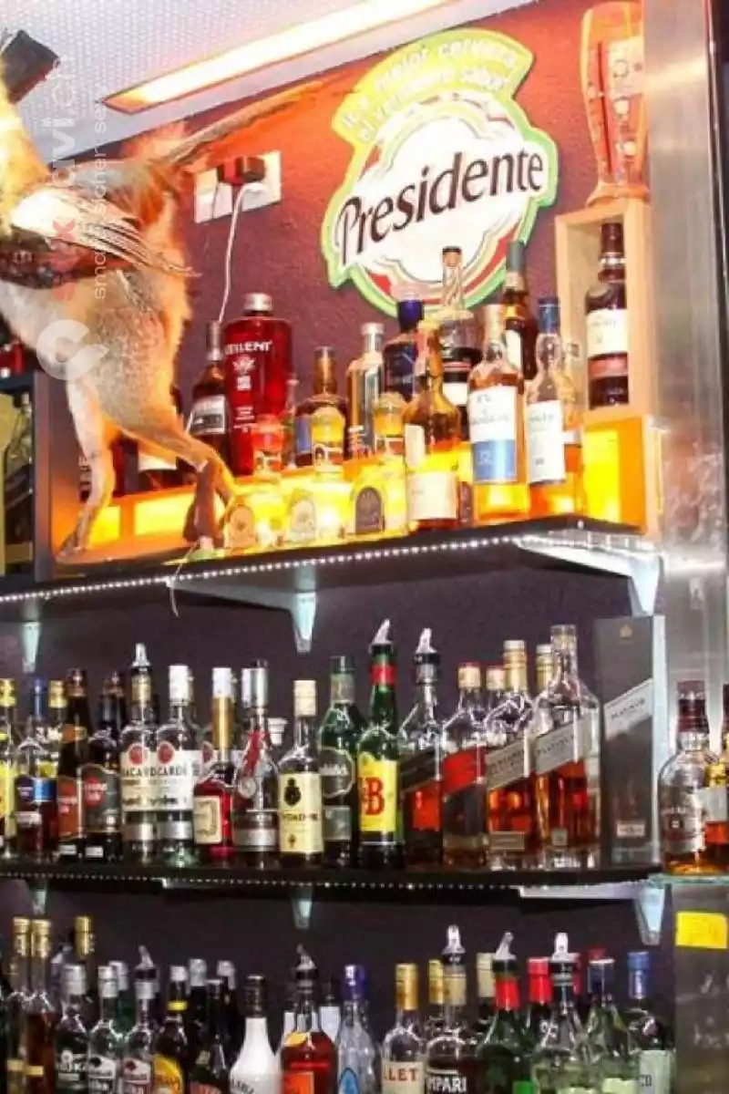 Bar Amazonia Bar Amazonia Zürich Stadt