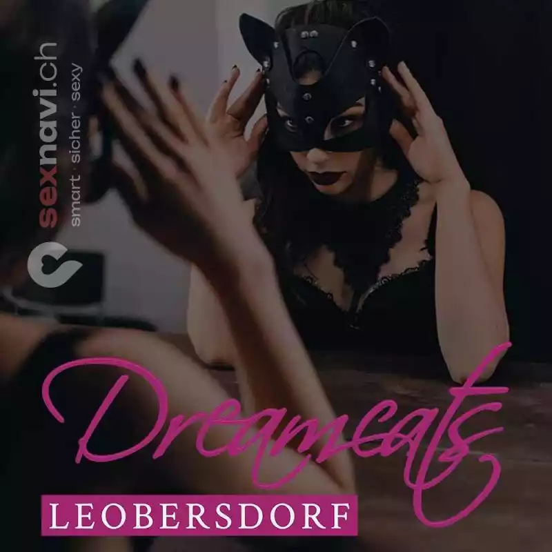 Dream Cats Dream Cats Niederösterreich