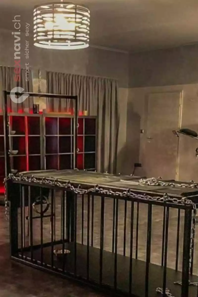 Dream Cats Dream Cats Niederösterreich